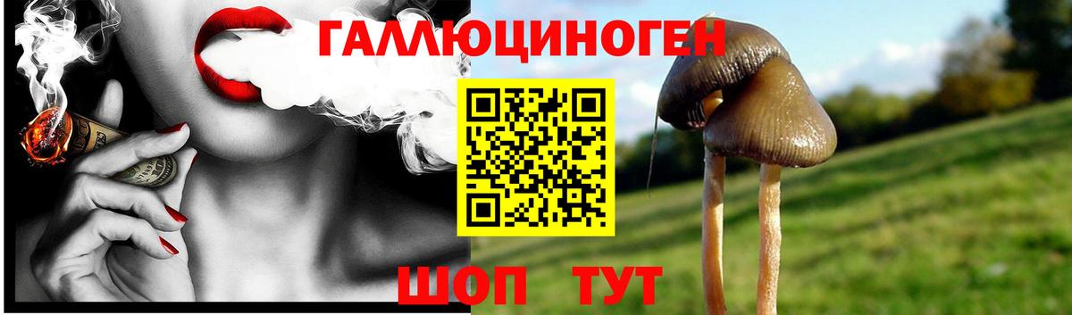 Галлюциногенные грибы Psilocybe Магнитогорск